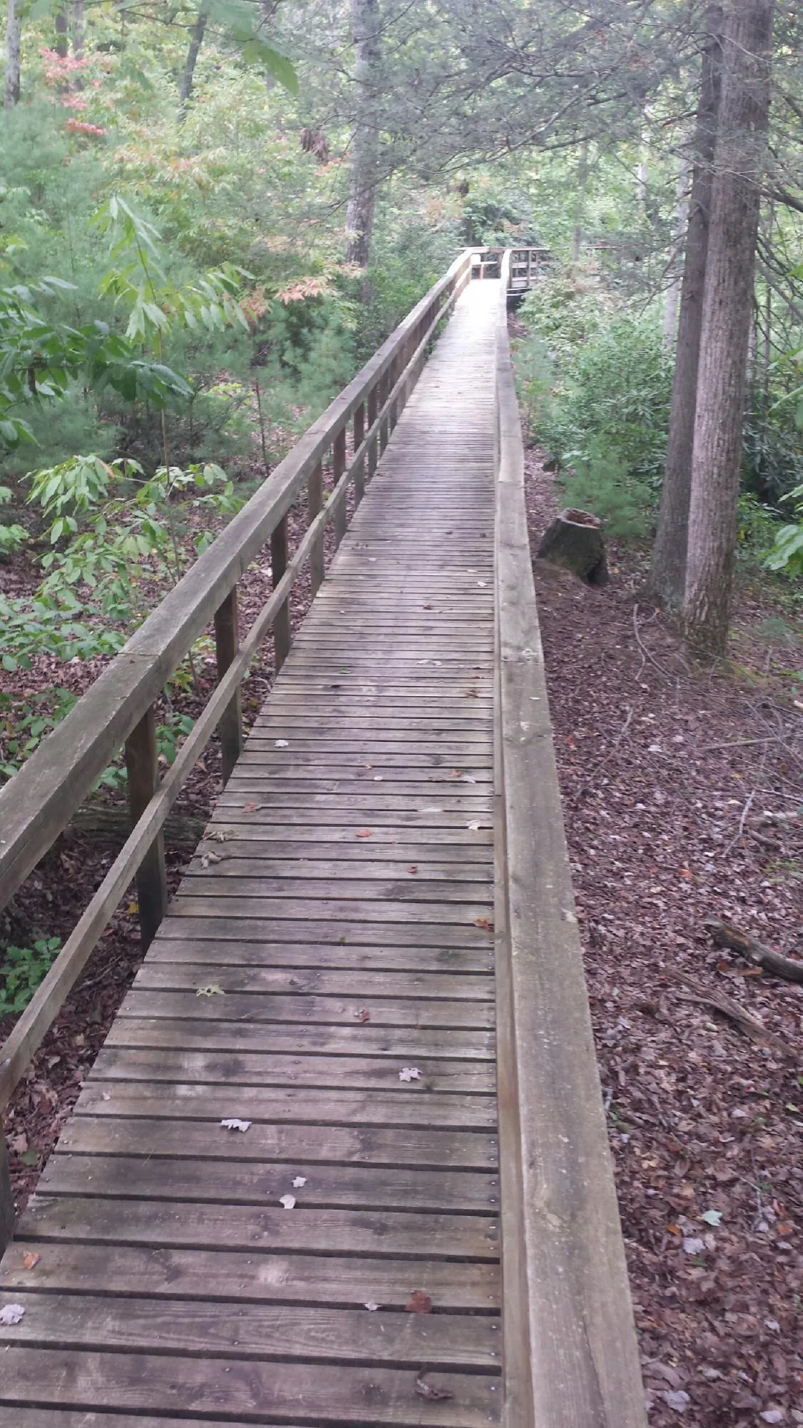 Long wood walkway with handrails built through the woods in Colfax